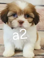 Tucker, a male Shih Tzu for sale in Kendall, WI – 1 of 1