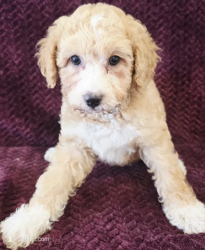 Mini – Goldendoodle puppy for sale in Kendall, WI