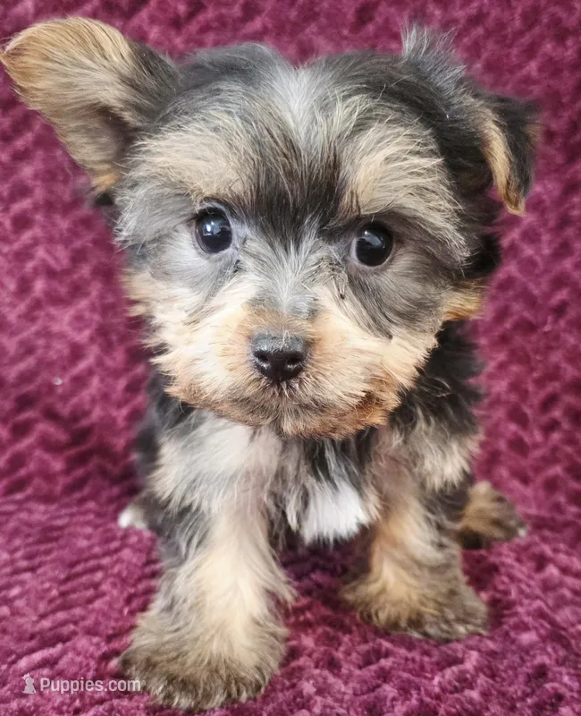 Billy – Yorkshire Terrier puppy on hold in Kendall, WI