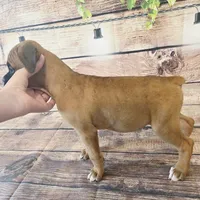 FEMALE #1, a female Boxer for sale in Kendall, WI – 2 of 4