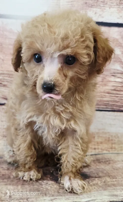 Daisy – Poodle - Toy  puppy for sale in Kendall, WI
