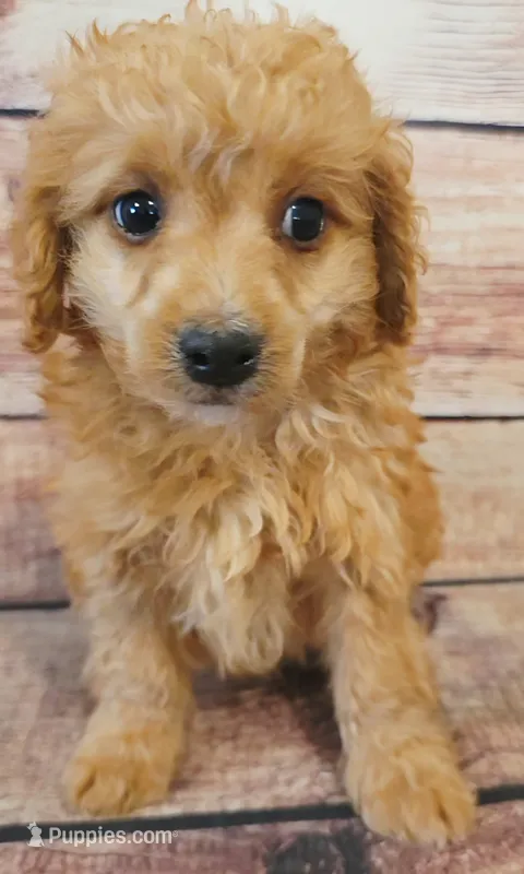 Theo – Shihpoo puppy for sale in Kendall, WI