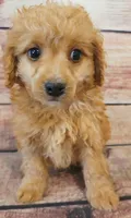 Theo, a male Shihpoo for sale in Kendall, WI – 1 of 1