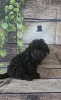 Mini, a female Cockapoo for sale in Kendall, WI – 1 of 1