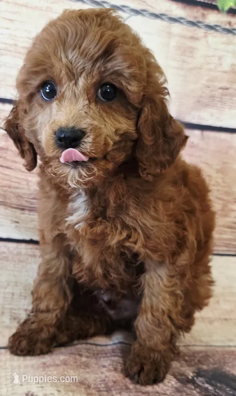 Willie – Poodle - Toy , Cockalier puppy for sale in Kendall, WI