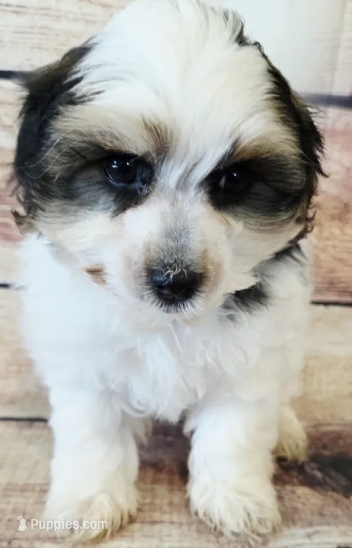 Max – Yorkshire Terrier, Shichon puppy for sale in Kendall, WI