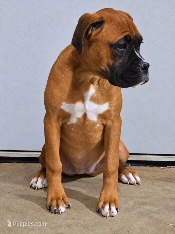 FEMALE #1 – Boxer puppy for sale in Kendall, WI