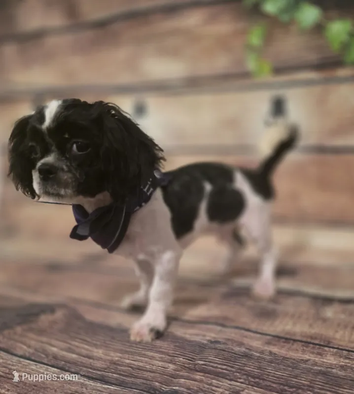 Howie – Shihpoo puppy for sale in Kendall, WI