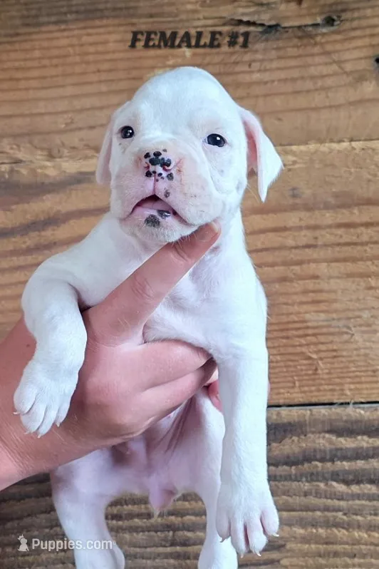 FEMALE #1 – Boxer puppy for sale in Kendall, WI