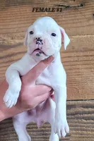 FEMALE #1, a female Boxer for sale in Kendall, WI – 1 of 3