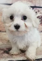 Blake, a male Maltese for sale in Kendall, WI – 1 of 1
