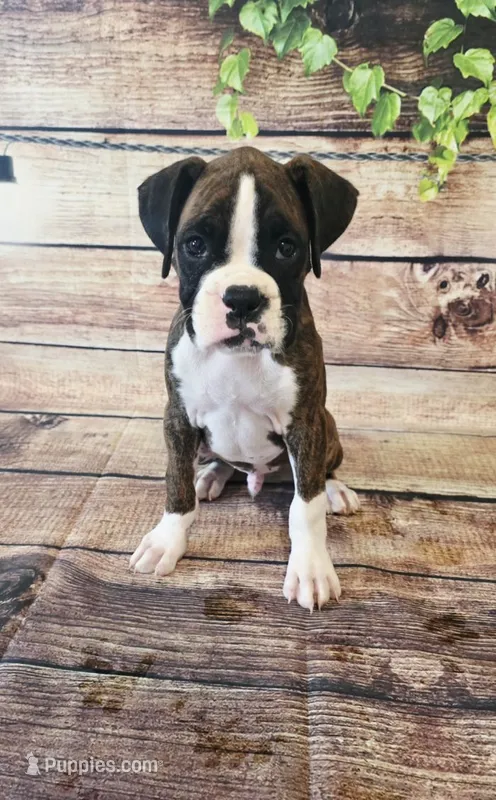 MALE #4 – Boxer puppy for sale in Kendall, WI