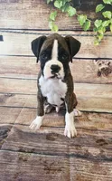 MALE #4, a male Boxer for sale in Kendall, WI – 1 of 4