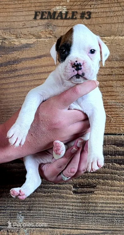 FEMALE #3 – Boxer puppy for sale in Kendall, WI