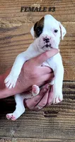 FEMALE #3, a female Boxer for sale in Kendall, WI – 1 of 3