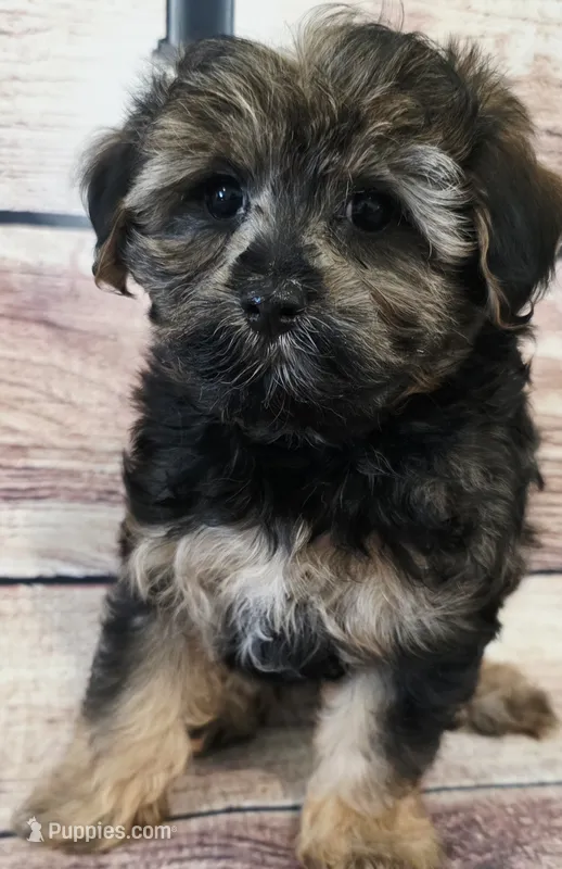 Harley – Yorkipoo puppy for sale in Kendall, WI