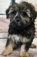 Harley, a male Yorkipoo for sale in Kendall, WI – 1 of 1