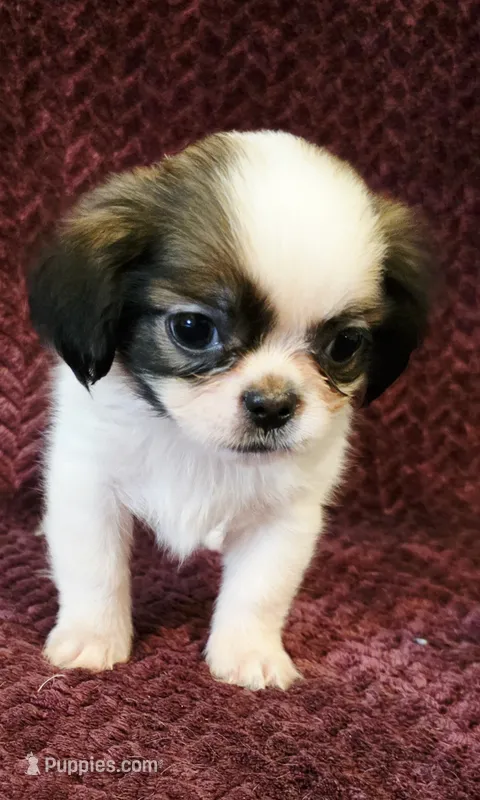 Bluey – Shih Tzu puppy for sale in Kendall, WI