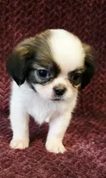 Bluey, a male Shih Tzu for sale in Kendall, WI – 1 of 1