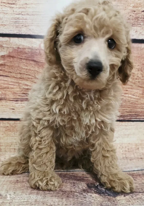 Cody – Poodle - Toy  puppy for sale in Kendall, WI