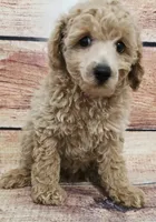 Cody, a male Poodle - Toy  for sale in Kendall, WI – 1 of 1