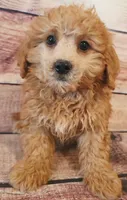 Cooper, a male Shihpoo for sale in Kendall, WI – 1 of 1