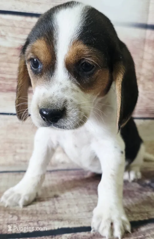 Marvel  – Beagle puppy for sale in Kendall, WI