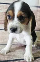 Marvel , a male Beagle for sale in Kendall, WI – 1 of 1