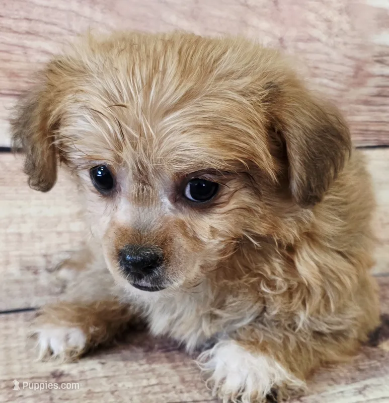 Mary – Yorkshire Terrier, Shichon puppy on hold in Kendall, WI