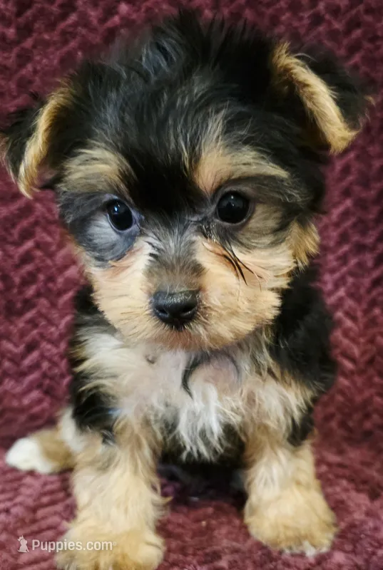 Tiny – Yorkshire Terrier puppy on hold in Kendall, WI