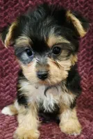 Tiny, a female Yorkshire Terrier for sale in Kendall, WI – 1 of 1