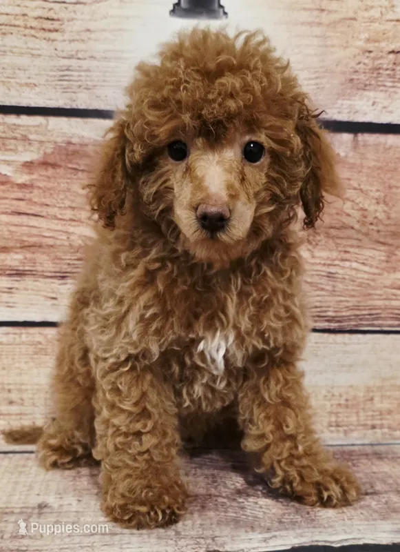 Ashton – Poodle - Toy  puppy for sale in Kendall, WI