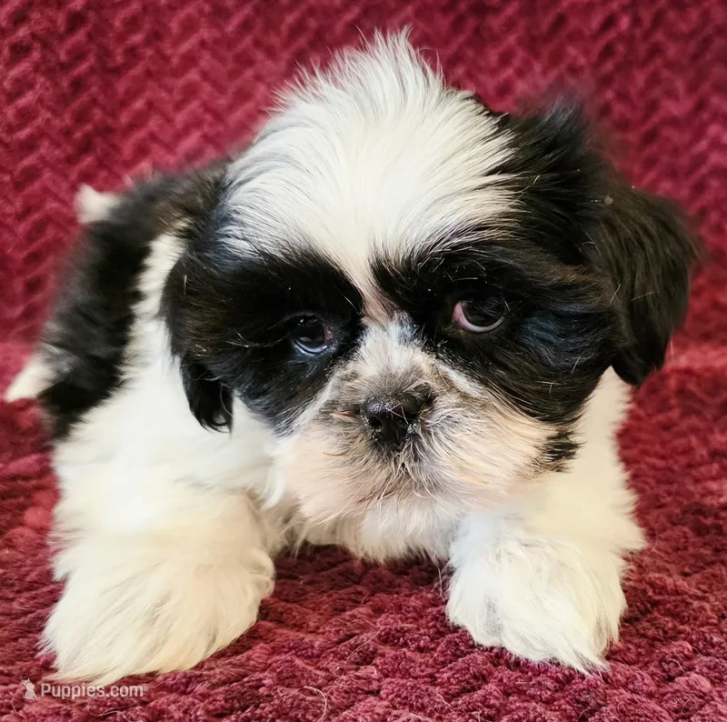 Blake – Maltese, Shih Tzu puppy for sale in Kendall, WI