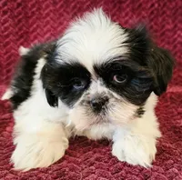 Blake, a male Maltese and Shih Tzu for sale in Kendall, WI – 1 of 1