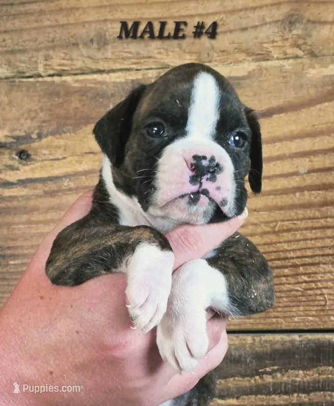 MALE #4 – Boxer puppy for sale in Kendall, WI