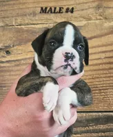 MALE #4, a male Boxer for sale in Kendall, WI – 1 of 3