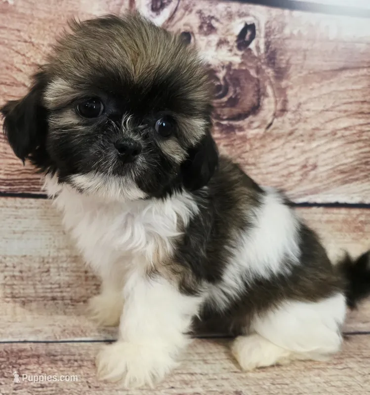 Lila – Shih Tzu puppy for sale in Kendall, WI