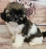 Lila, a female Shih Tzu for sale in Kendall, WI – 1 of 1