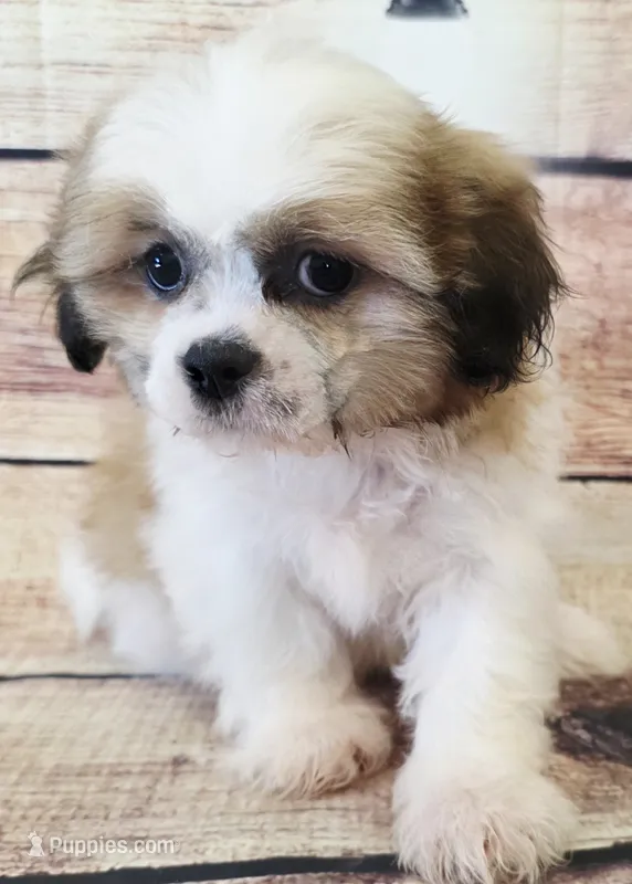 River – Shih Tzu puppy for sale in Kendall, WI