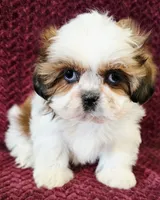 Lila, a female Maltese and Shih Tzu for sale in Kendall, WI – 1 of 1