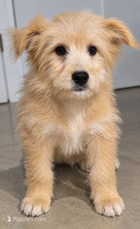 Harley – American Eskimo, Poodle - Toy  puppy for sale in Kendall, WI