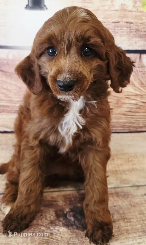 Eli – Poodle - Toy , Cockalier puppy for sale in Kendall, WI