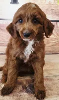 Eli, a female Poodle - Toy  and Cockalier for sale in Kendall, WI – 1 of 1