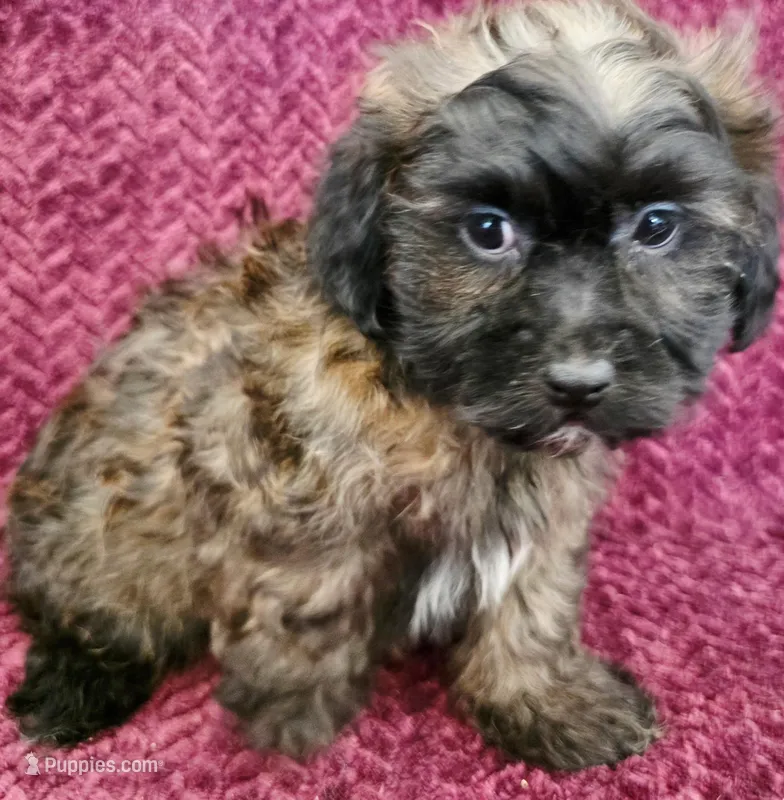 Zuma – Shihpoo puppy for sale in Kendall, WI
