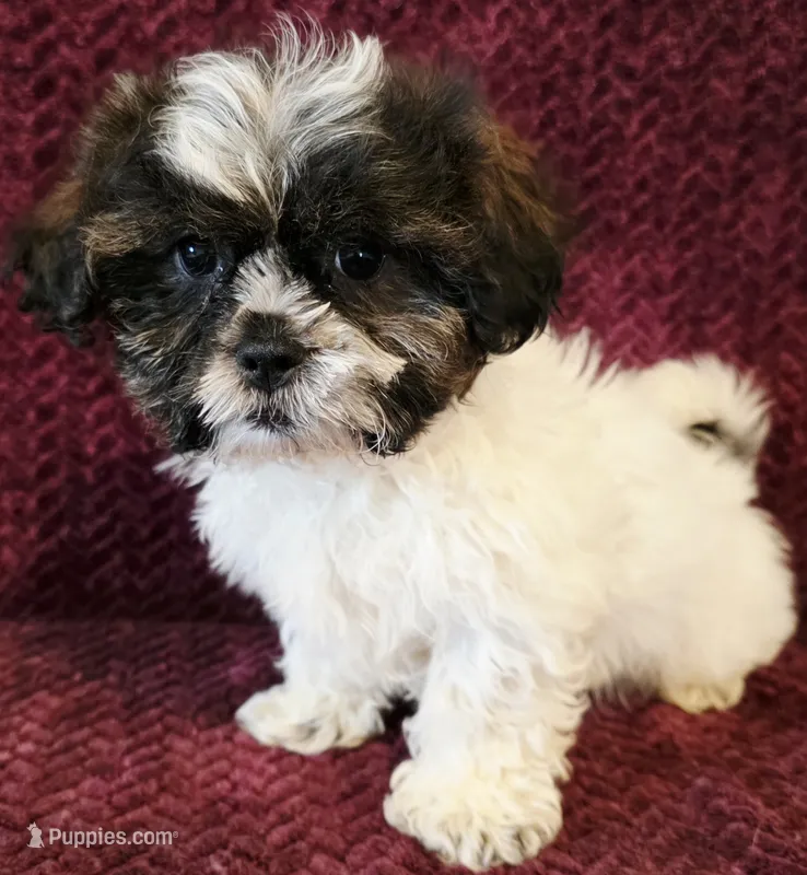 Billy – Shihpoo puppy for sale in Kendall, WI