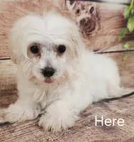 Daytona2, a male Maltese for sale in Kendall, WI – 1 of 2