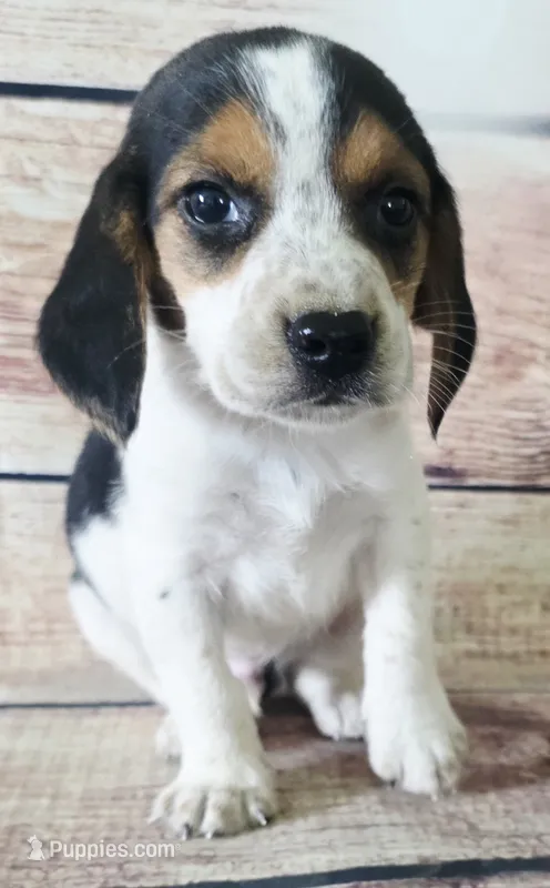 Cash – Beagle puppy for sale in Kendall, WI