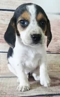 Cash, a male Beagle for sale in Kendall, WI – 1 of 1