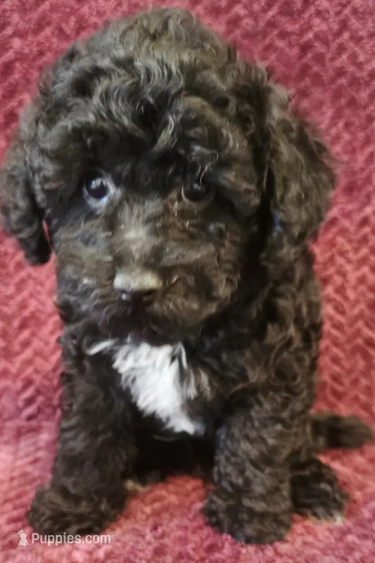 Cash – Poodle - Toy  puppy for sale in Kendall, WI
