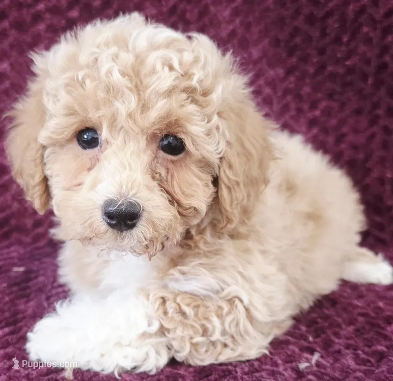 Sammy – Poodle - Toy  puppy for sale in Kendall, WI